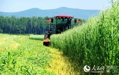 黑龙江农场爆料视频最新  第1张